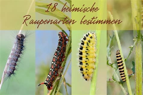 behaarte raupe|Raupen bestimmen nach Farben: 21 Raupenarten .